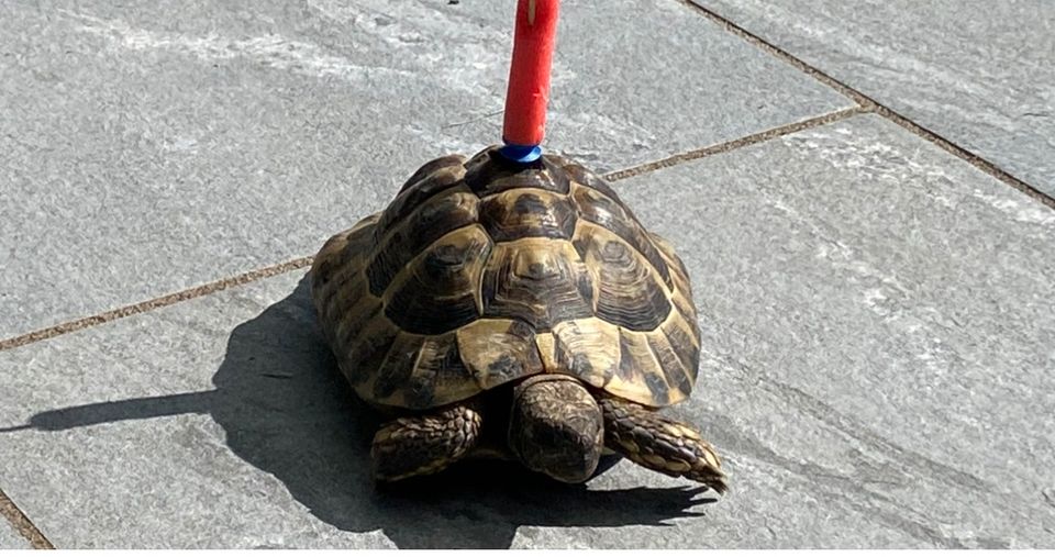 Schildkröte in Heilbad Heiligenstadt