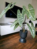 Alocasia Longiloba Babypflanzen München - Trudering-Riem Vorschau