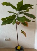 Kakaobaum Theobroma cacao Pflanze tropisch exotisch Gewächshaus Dortmund - Kruckel Vorschau