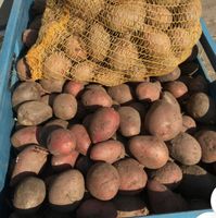 Saatkartoffeln Laura Brandenburg - Nuthe-Urstromtal Vorschau