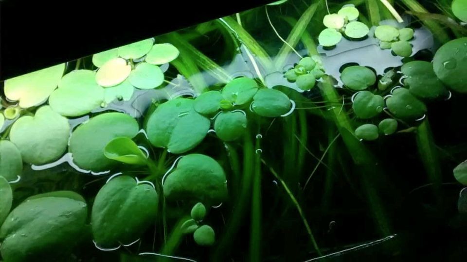 Wasserpflanzen Froschbiss Schwimmpflanzen Aquarium Zierfische in Leipzig