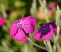 Kronen-Lichtnelke pink - Vexiernelke - Landgarten - Staude Nordrhein-Westfalen - Coesfeld Vorschau