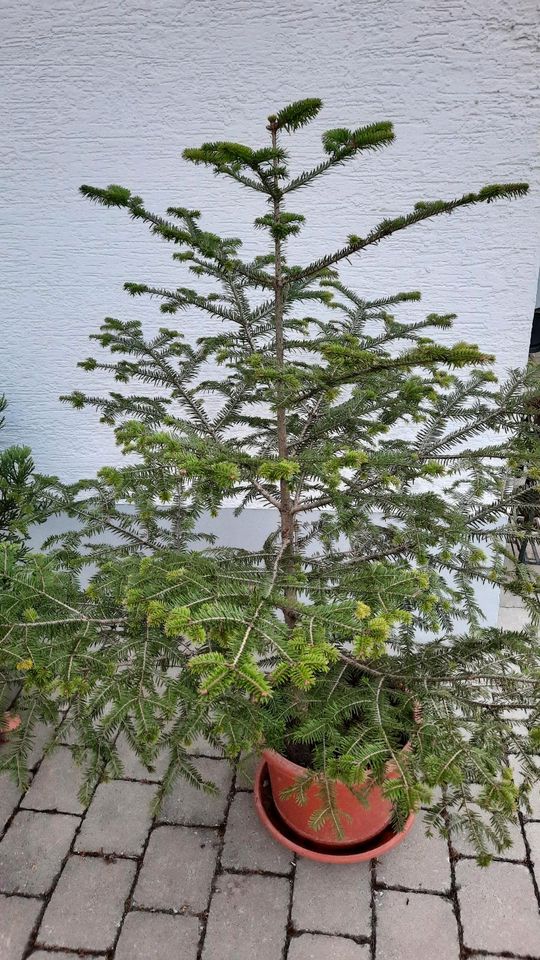 Weiß-Tanne Weißtanne Abies alba 150 cm in Gottmadingen