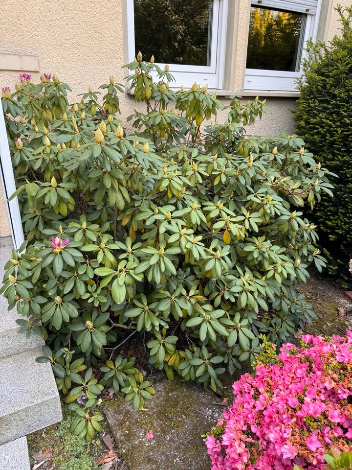 Rhododendron sehr groß in Paderborn