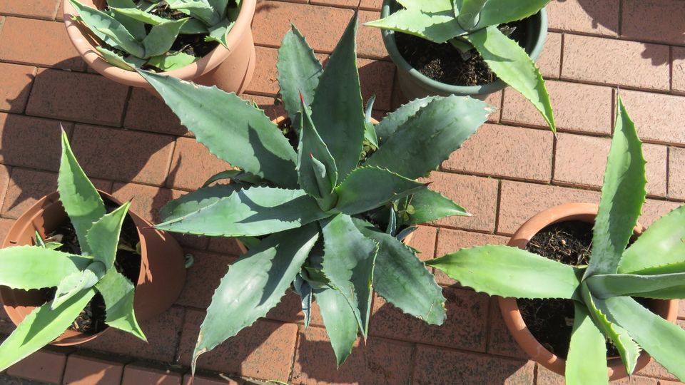 Agave Kaktus mit Topf in Wildeshausen