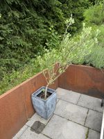 Olivenbaum ca. 170 cm inkl. Blumentopf Bayern - Donauwörth Vorschau