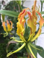 Ruhmeskrone, Gloriosa, schöne Blume, exotische Kletterpflanze Hessen - Heringen (Werra) Vorschau