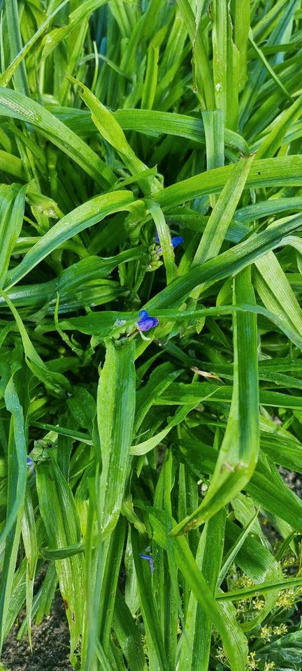 PFLANZEN zuverkaufen Dreimasterblume in Frankfurt (Oder)