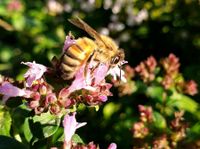 Bienenvölker Königin 2023 zu verkaufen Rheinland-Pfalz - Weitefeld Vorschau