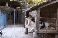 Herdenschutzhunde - Beratung, Ausbildung und mehr Bayern - Fellen Vorschau