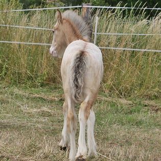Traumhafter Irish Cob Buckskin Blanked Spotted in Calden