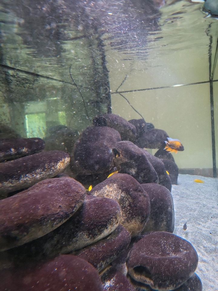 Kunststeine, Kunstfelsen Aquarium ca. 50 Stück in Mülheim (Ruhr)