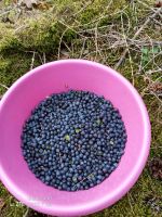 Waldheidelbeeren zu verkaufen Thüringen - Zeulenroda Vorschau