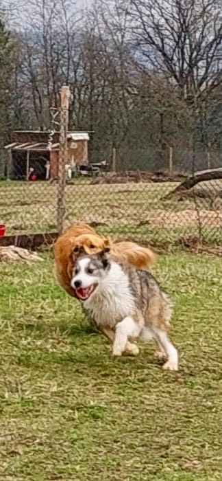 Lucky - aufgeweckt und immer gut drauf in Pfarrweisach