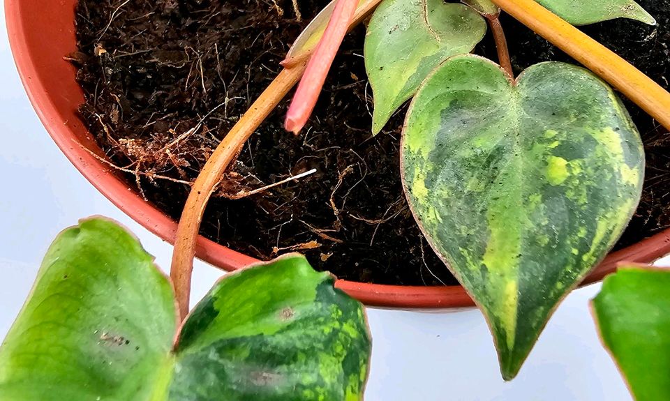 Philodendron Billietiae Variegata in Obertshausen