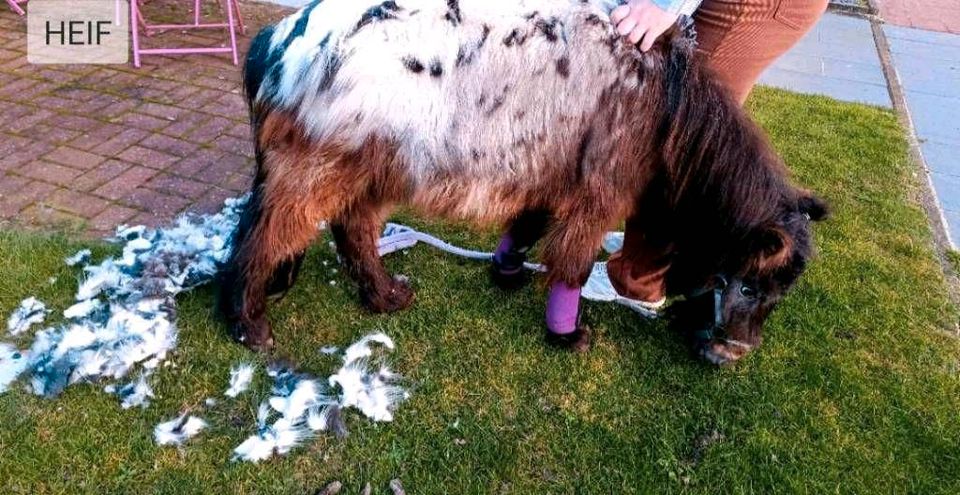 Pony Kinderliebes Shetty Dropje Sonderfarbe selten (Hengst) in Nordhorn