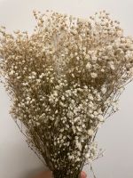 Schleierkraut Cremeweiß Konserviert Trockenblumen Niedersachsen - Braunschweig Vorschau