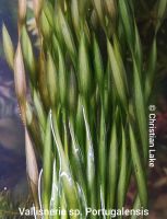 ⭐☘️❗Rarität❗Vallisneria sp. Portugalensis Aquariumpflanzen Niedersachsen - Meppen Vorschau