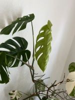 Monstera Variegata Ableger Niedersachsen - Bad Zwischenahn Vorschau