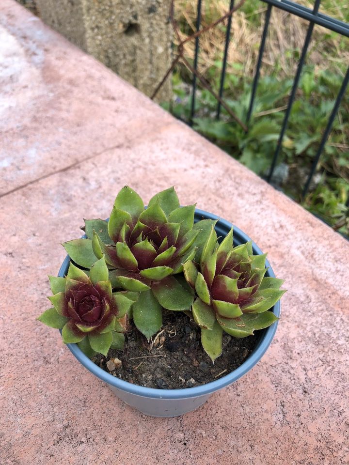 Sempervivum Hauswurz Steingarten Pflanzen in Lichtenau