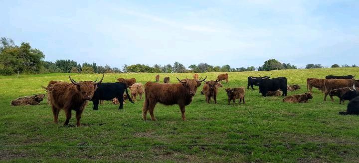 Scottish Highland Rind, Hochlandrind,Cattle ,Kuh in Leimen Pfalz