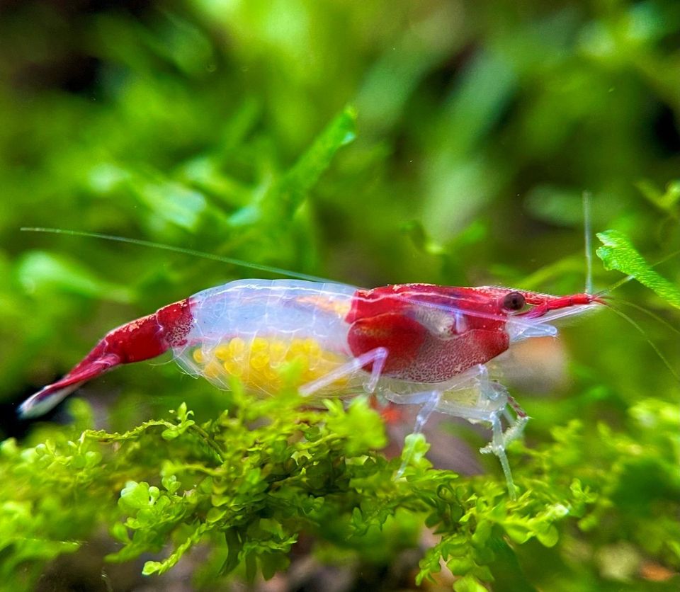 Red Rili Shrimp, Garnelen Neocaridina in Dortmund