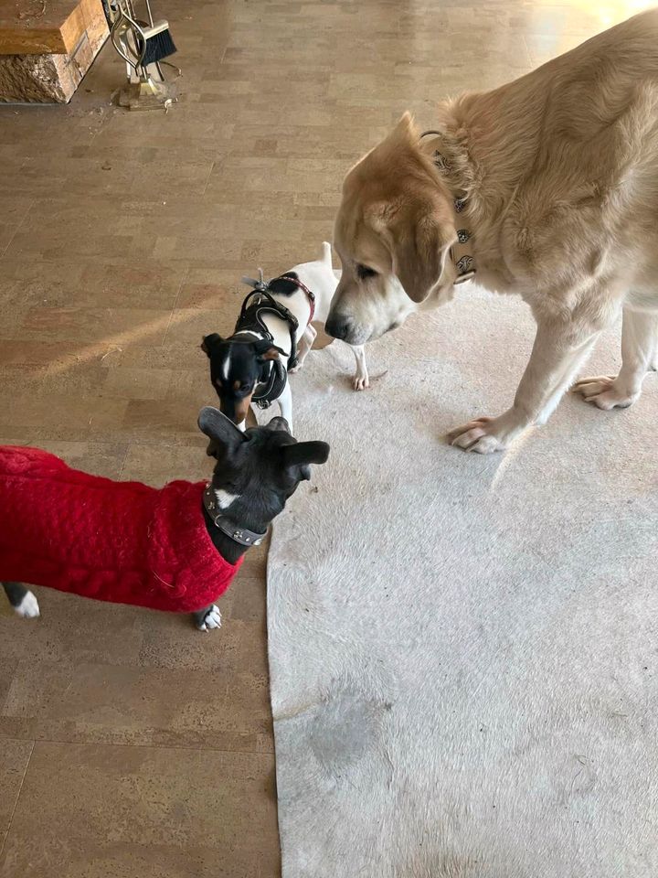 GANDALF Hirtenhund Rüde Tierschutz Hund in Bretten