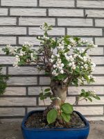 Bonsai Japanischer Apfel Apfelbaum Malus  40cm Nordrhein-Westfalen - Datteln Vorschau