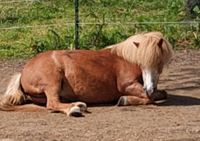 Zeit mit Ponys in Würselen Nordrhein-Westfalen - Würselen Vorschau