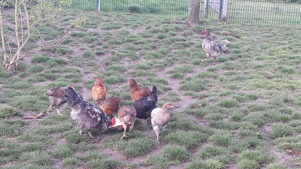 Araucaner, Grünleger,Bunte Bruteier,Hühner-Eier, Araucana in Kerken