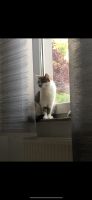 Katze vermisst Brandenburg - Fürstenwalde (Spree) Vorschau