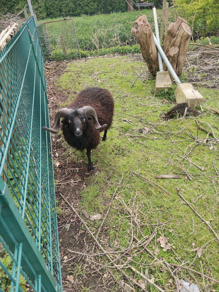 Quessant  Bock in Delmenhorst