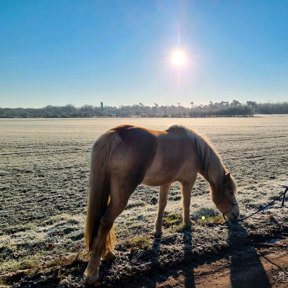 Wunderschöne freche Haflinger Stute in Dessau-Roßlau