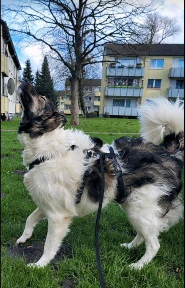 Kuschelmaus Taco sucht dich ❤️ in Hamm