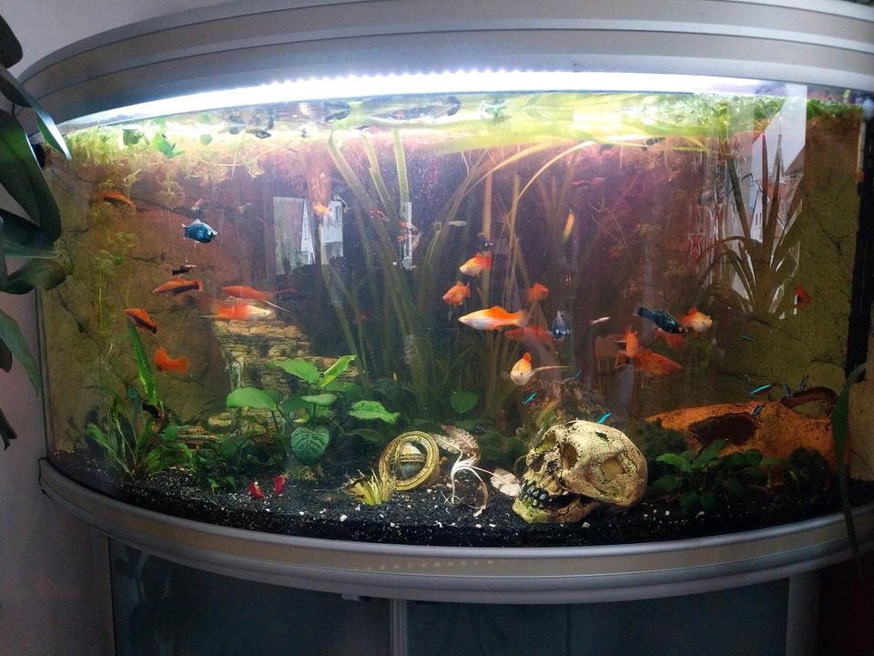 Eck Aquarium zu verkaufen in Gaggenau