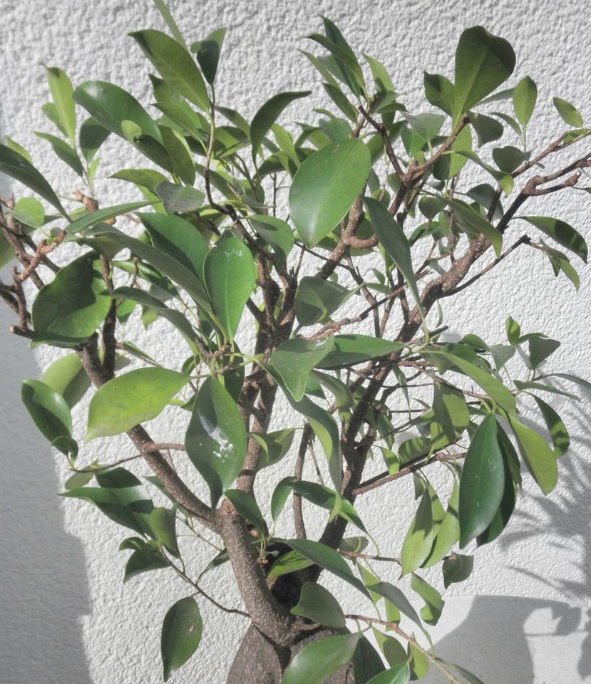 Ficus retusa Indoor-Bonsai. in Offenbach