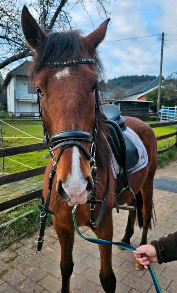 Spanischer Cruzado Wallach 4-jährig in Henau