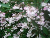 Deutzia  - Sternchenstrauch -  NUR NOCH 1 PFLANZE Sachsen - Hainichen Vorschau