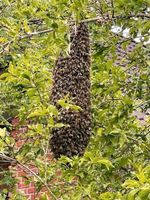 Bienen Schwarm fangen kostenlos 1 Glas Honig als Dank Niedersachsen - Nordenham Vorschau