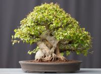 Bonsai Dreispitzahorn Acer Buergerianum  Ishizuki Baden-Württemberg - Straubenhardt Vorschau