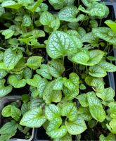 Abverkauf Stauden Bodendecker Beet Pflanzen Blüten Niedersachsen - Nordhorn Vorschau