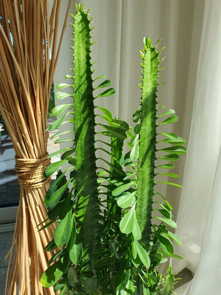Kaktus / Kaktee / Wolfsmilchpflanze mit weißemTopf, 85 cm hoch in Pulheim