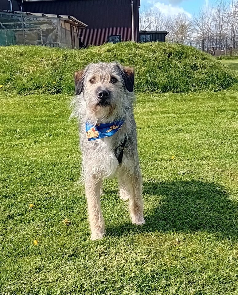 Der fröhliche Benji sucht seine Menschen in Lürschau