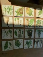 -16- alte Bilder aus dem botanischen Institut/ Vintage mit Patina Altona - Hamburg Rissen Vorschau