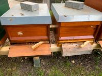 Bienenvölker Zander zu verkaufen 120€ Baden-Württemberg - Pforzheim Vorschau