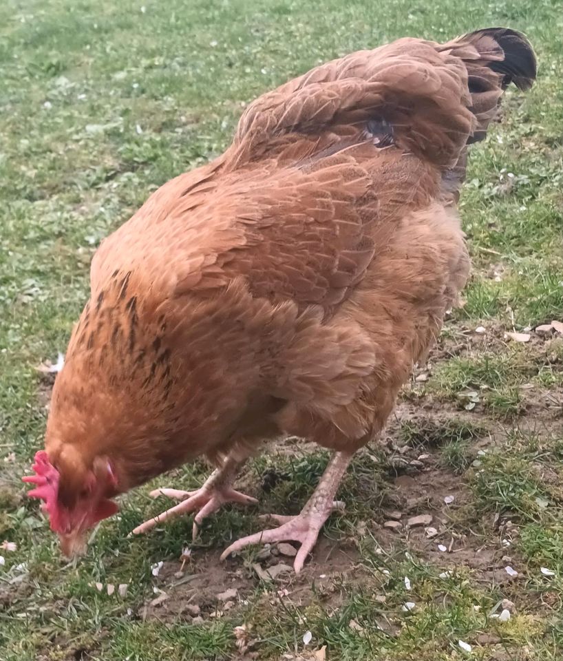 BIO Legehühner / Bio Legehennen aus dem Weiltal im Taunus (Huhn) in Weilmünster