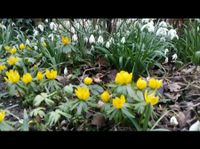 Winterlinge Samen, Frühblüher, Frühling, Bodendecker München - Ramersdorf-Perlach Vorschau