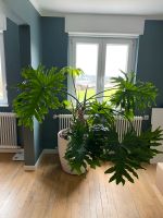 Philodendron Selloum im Lechuza Topf XL Nordrhein-Westfalen - Schmallenberg Vorschau