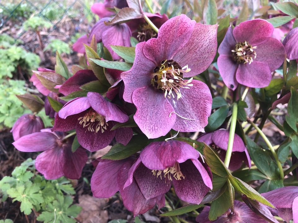 Christrose, Lenzrose, Helleborus Jungpflanzen, dunkelrosa in Stadtbergen