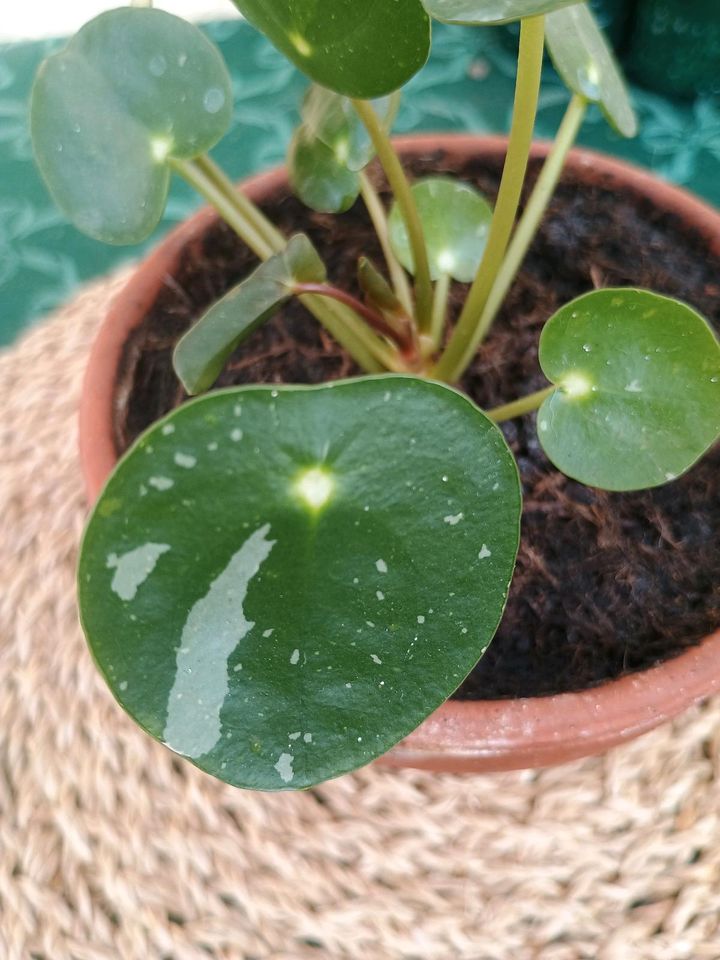 Pilea White Splash Ufopflanze panaschiert❤️ in Schrozberg